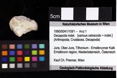 Foto (Objket + Etiketten) von Cracensigillatus gracilirostrus (Robins et al., 2013) 